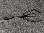Collier de chasse HFI CH Sellerie